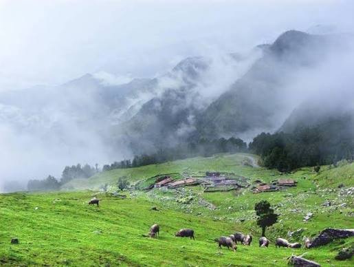 Darjeeling Tea Garden