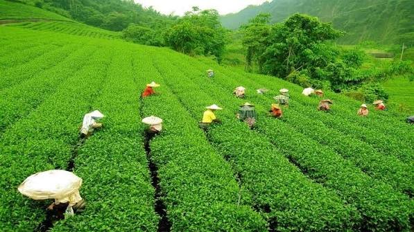 Darjeeling Tea Garden Special
