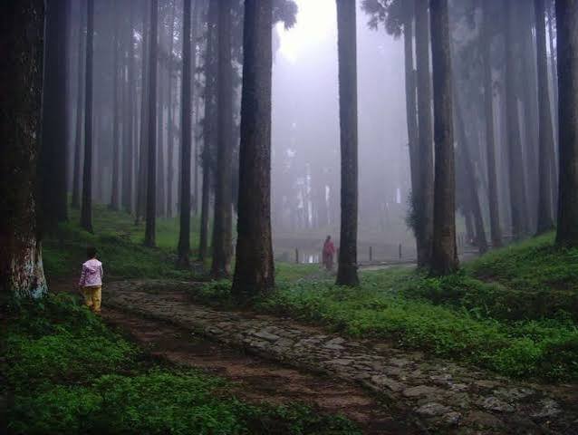 Offbeat Eco Village Pine Forest