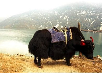 Sikkim Tour